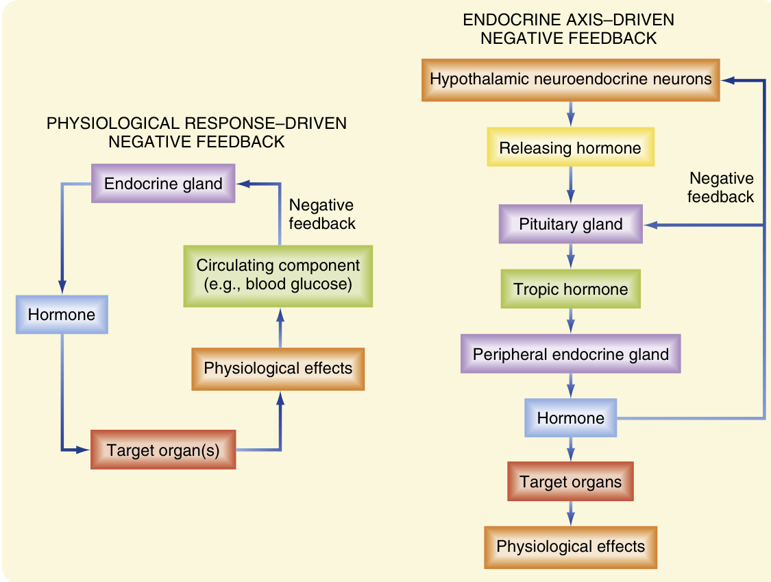 图38.2 生理反应驱动和内分泌轴驱动的负反馈循环