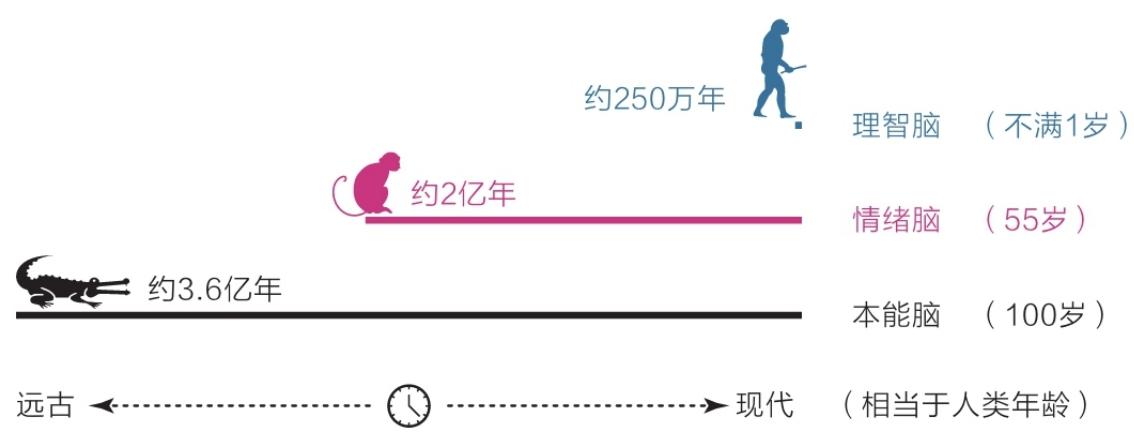 图1-2 三重大脑的年龄类比